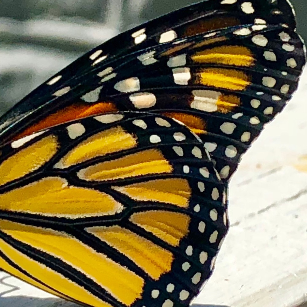 Meet your Posher, Rachel